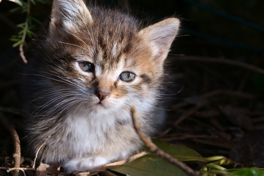 kitten