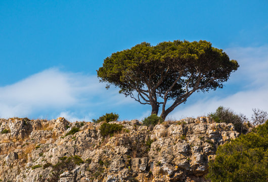 Rural landscape with singol maritime pine, south italy
