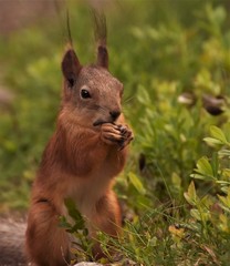 red squirrel eating