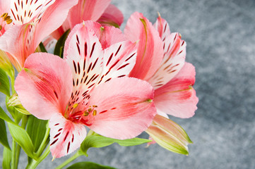 Pink alstroemeria, close up on gray background
