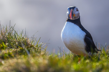 Dyrholaey - May 04, 2018: Wild Puffin bird in Dyrholaey, Iceland