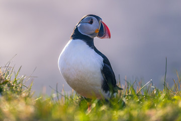 Dyrholaey - May 04, 2018: Wild Puffin bird in Dyrholaey, Iceland