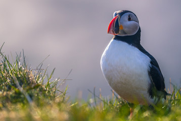 Dyrholaey - May 04, 2018: Wild Puffin bird in Dyrholaey, Iceland