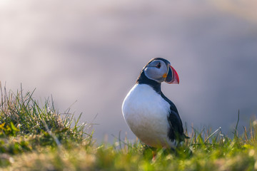 Dyrholaey - May 04, 2018: Wild Puffin bird in Dyrholaey, Iceland