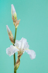 Yellow irise on mint background