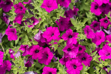Beautiful flowers in the city park of Dallas sunny afternoon