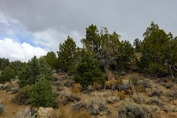 Pine trees and pine cones on the mountainsides of the White Mountains leading up to the ten thousand foot elevation