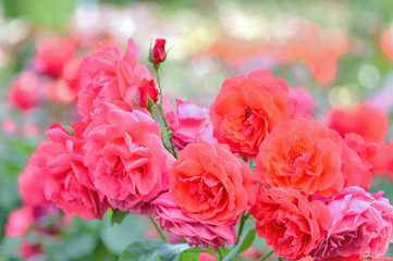 初夏の薔薇