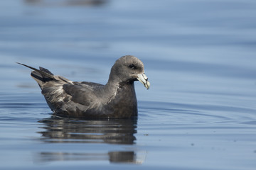 northern fulmar floating on the ocean near the Pacific island on a summer sunny day