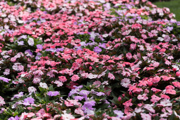 Fototapeta premium Beautiful flowers in the city park of Dallas sunny afternoon