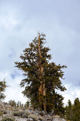 Snow and Bristlecone Pine trees in Eastern California Mountains