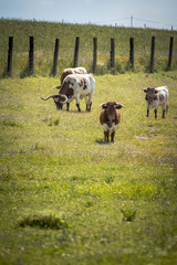 Obraz premium Beautiful cows grazing together on green field