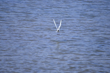 Seagulls fly in free