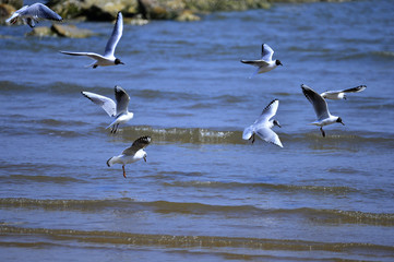 Seagulls fly in free