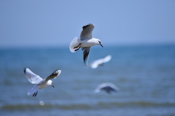 Seagulls fly in free