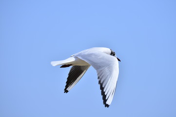 Obraz premium Seagulls fly in free
