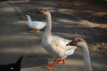 PatoPB57