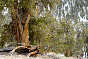 The oldest living trees the Bristlecone Pines in Eastern California