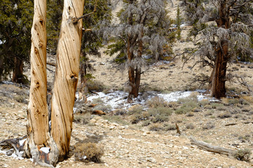 The oldest living trees the Bristlecone Pines in Eastern California