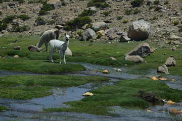 Naklejka premium Wild Alpacas
