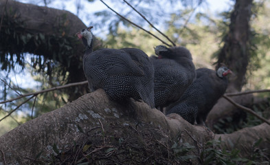 Galinha de Angola; Animais silvestres; aves; natureza