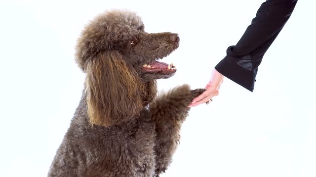 4K Brown Poodle Shaking Women's Hand On White Background