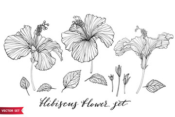Vector set of hand drawing hibiscus flowers different shapes, monochrome artistic botanical illustration, isolated floral elements, hand drawn illustration.