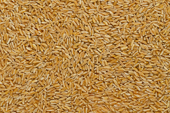 Kamut Khorasan wheat, surface and background. Grains of Oriental wheat, Triticum turanicum. Ancient recultivated grain from modern-day Iran region, with nutty flavor. Food photo, close up, from above.