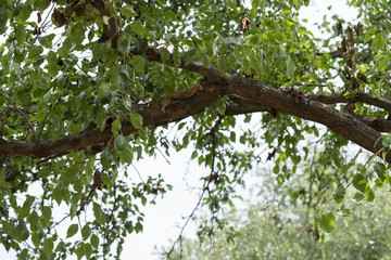 The squirrel lies on a tree branch in Dallas city park on a sunny day