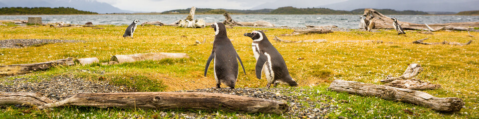 couple of penguins wandering around in a beautiful desolated landscape   panorama © vorkaPICTURE