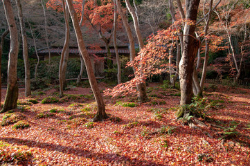 京都　祇王寺の紅葉