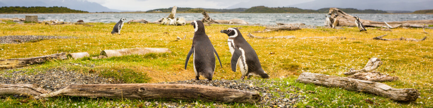 couple of penguins wandering around in a beautiful desolated landscape | panorama