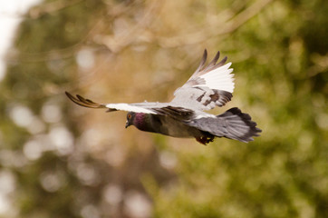 Paloma al vuelo