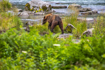 Brown Bear Alaska