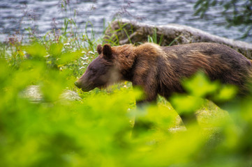 Brown Bear Alaska