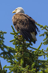 Bald Eagle Alaska