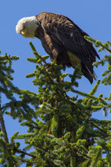 Bald Eagle Alaska