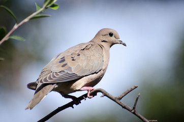 Paloma en primer plano con fondo del cielo desenfocado