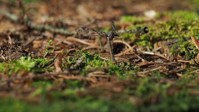 Crane fly - Tipula -  laying eggs into a the damp moss in forest.
