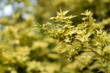 Tree branches with leaves in Dallas city park on a sunny day