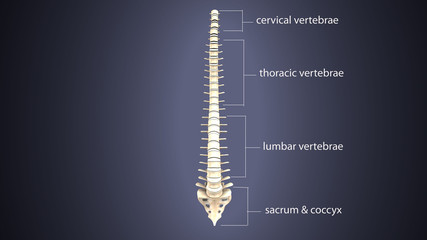 3D illustration of Spine - Part of Human Skeleton.
