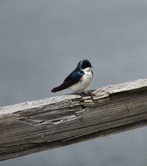 Blue and white tree swallow standing on wood fence