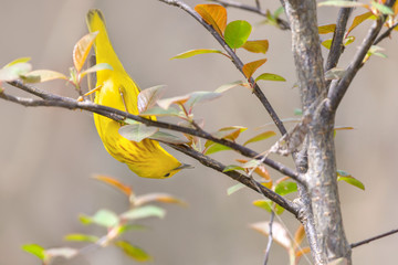 Yellow Warbler 04