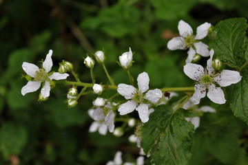 Blackberry Blossoms