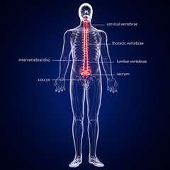 Spinal cord stock illustration. Illustration of human anatomy
