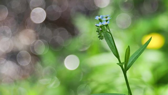 Flower of the wood forget-me-not Myosotis sylvatica on the background from natural bokeh of forest creek Natural ambient sound of the central European spring forest.