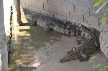 crocodile