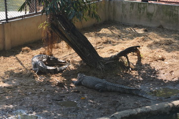 crocodile