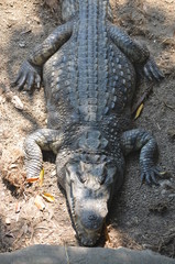 crocodile