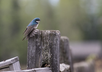 Tree Swallow